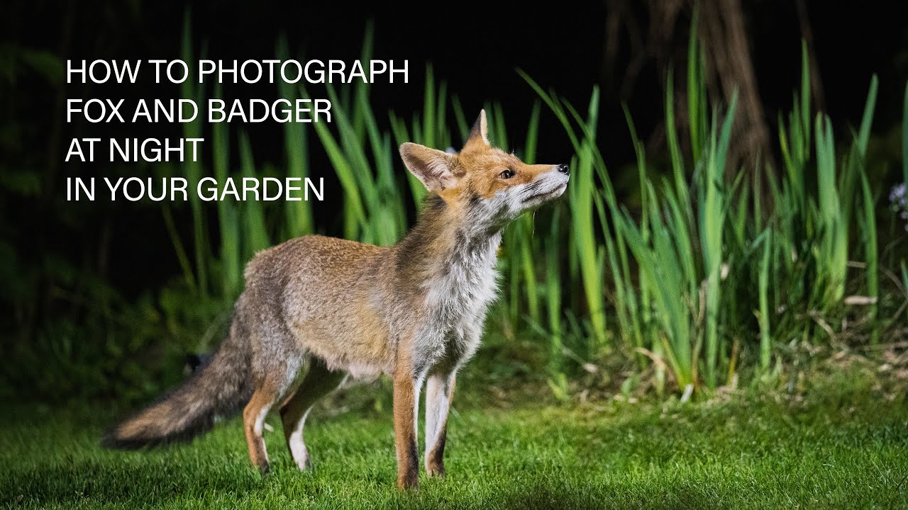 Nachtfotografie von Fuchs und Dachs in Deinem eigenen Garten - Deutsch