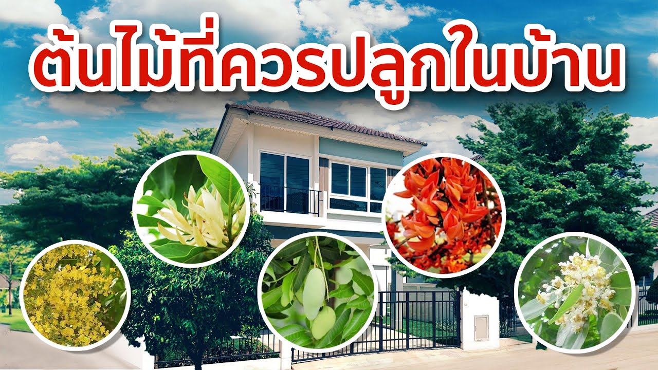 10 ต้นไม้ให้ร่มเงา ปลูกให้บ้านเย็นสบายร่มรื่น