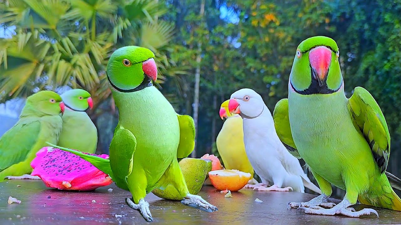 Funny Parrot Talking Video
