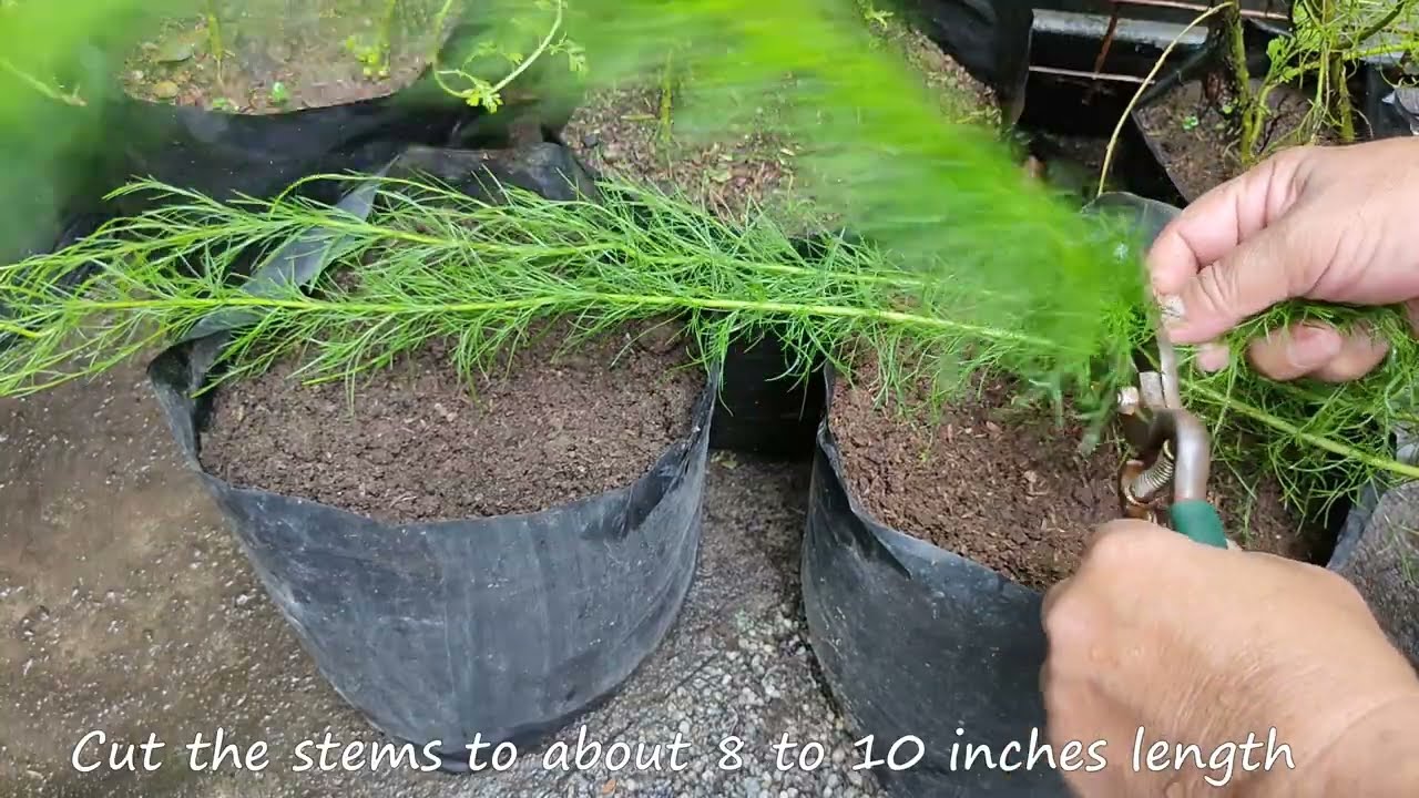 Helpful Tips to Propagate Dog Fennel