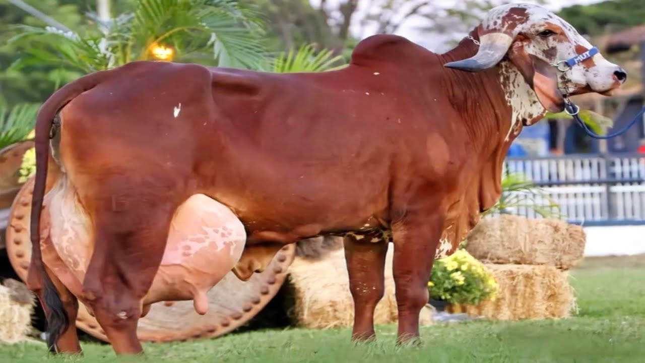 India's ⭐ No 1 Highest Milk Produceing Gir Cow  || 75 Kg Milking Day Record
