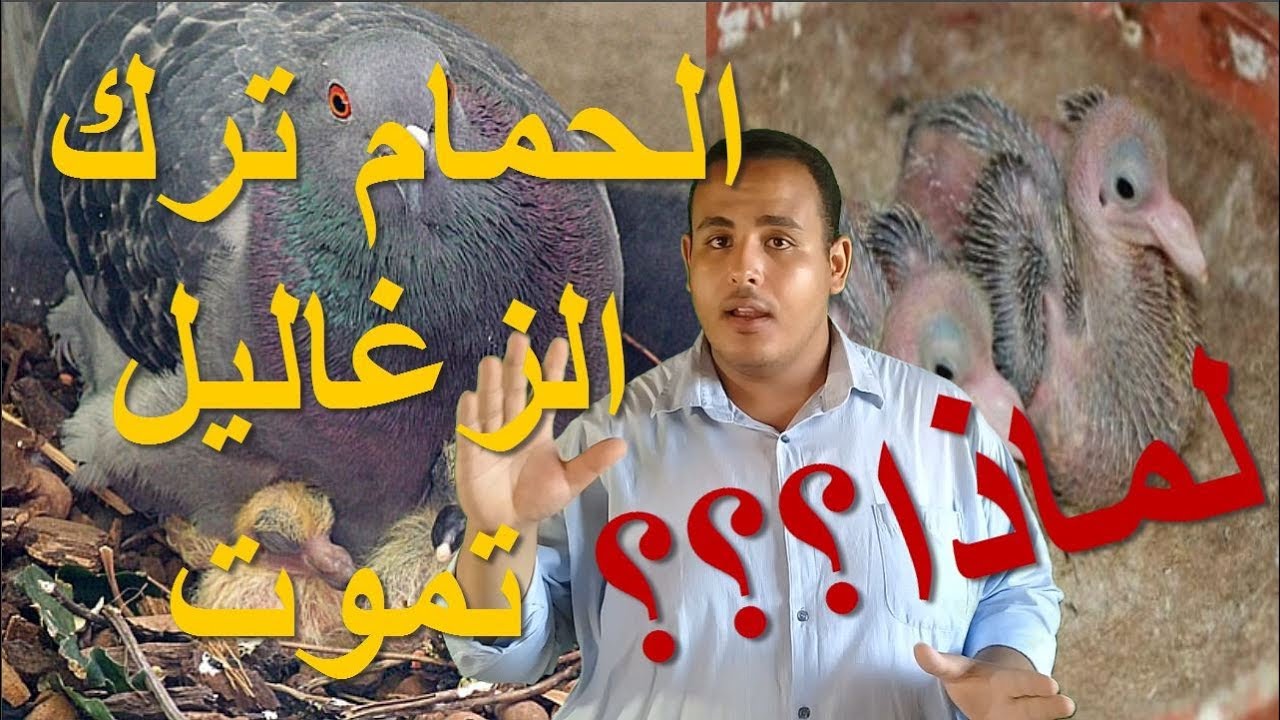أسباب ترك الحمام للبيض والزغاليل - ليه الحمام بيسيب الحصى والزغاليل تموت ؟؟؟