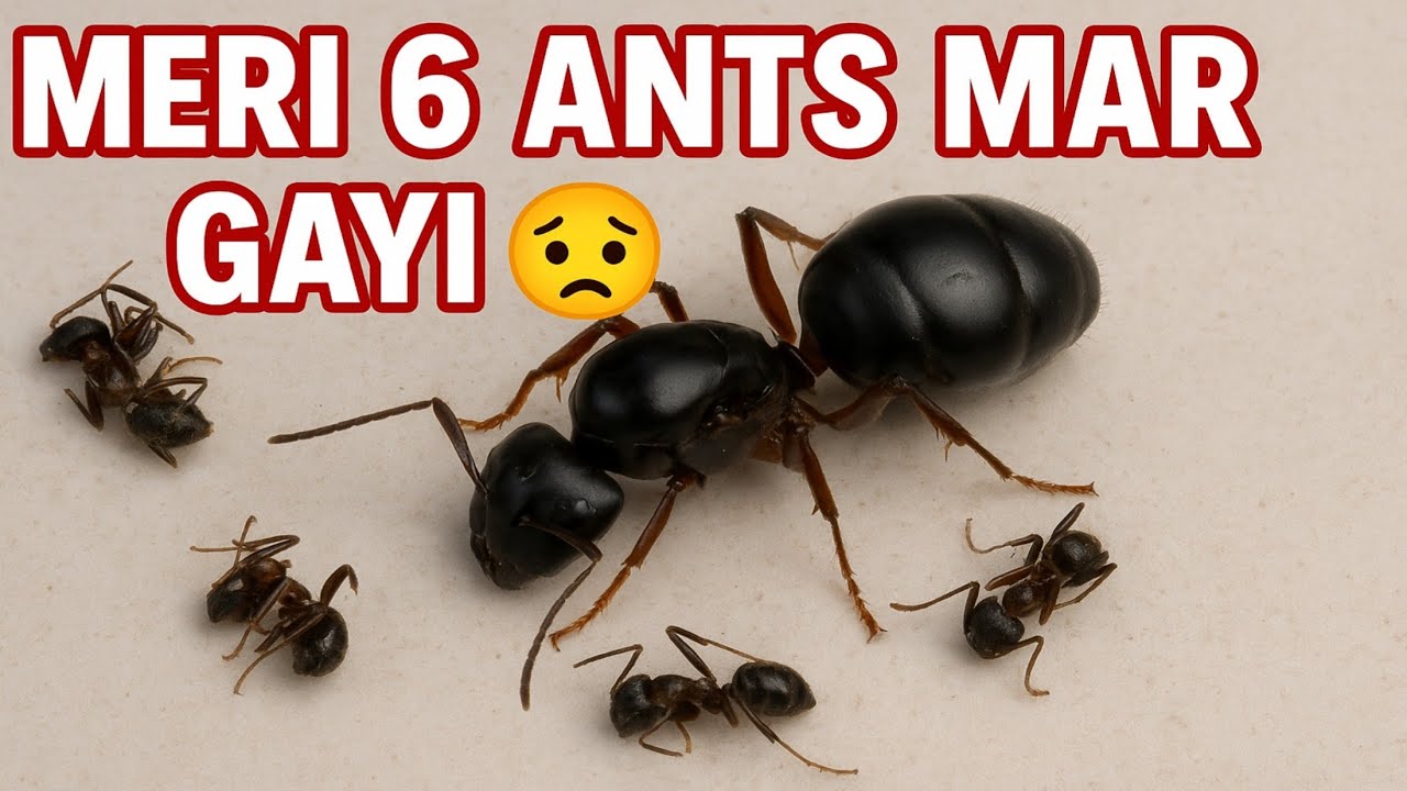 Meri Ant Colony Mein Aayi Tabahi | 5 Worker Ants Mar Gayi 😭 | Camponotus Compressus Colony Disaster