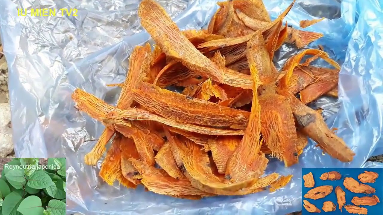 Herbal Plants And Their Uses / Fallopia japonica | IU MIEN TV2