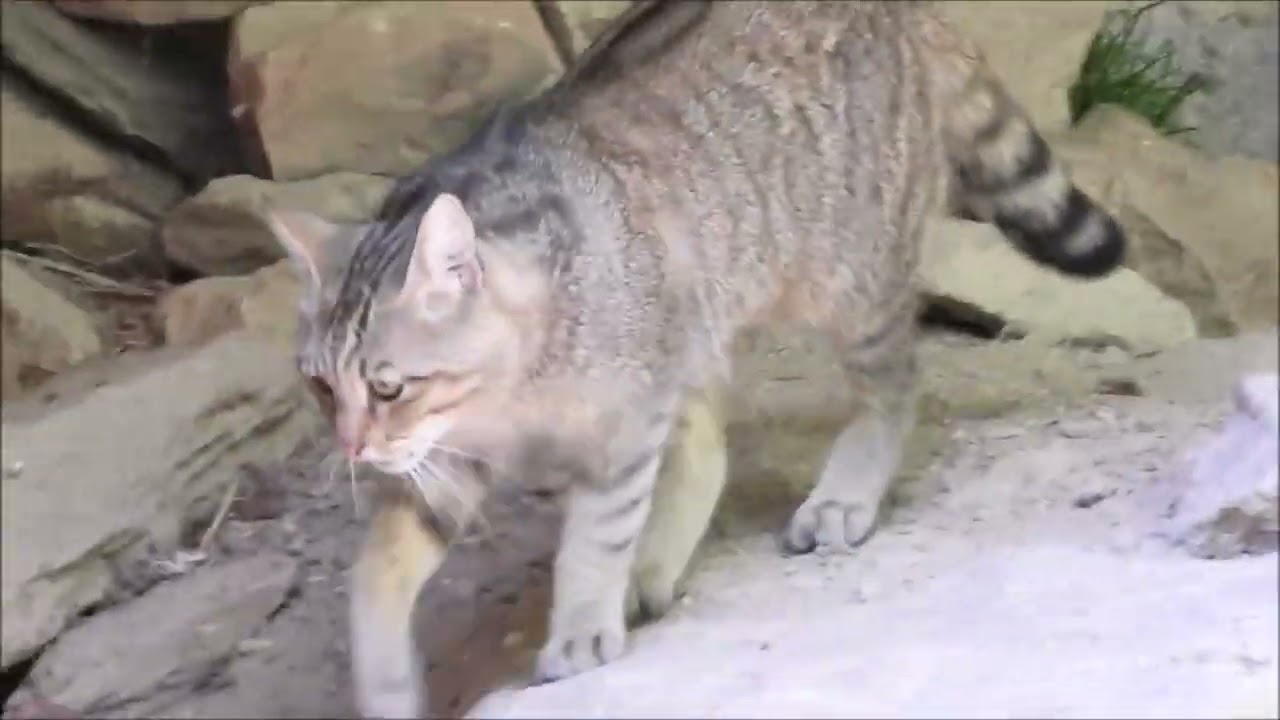 Im #Tierfreigelände Neuschönau - #Wildlife Enclosure in Bavaria