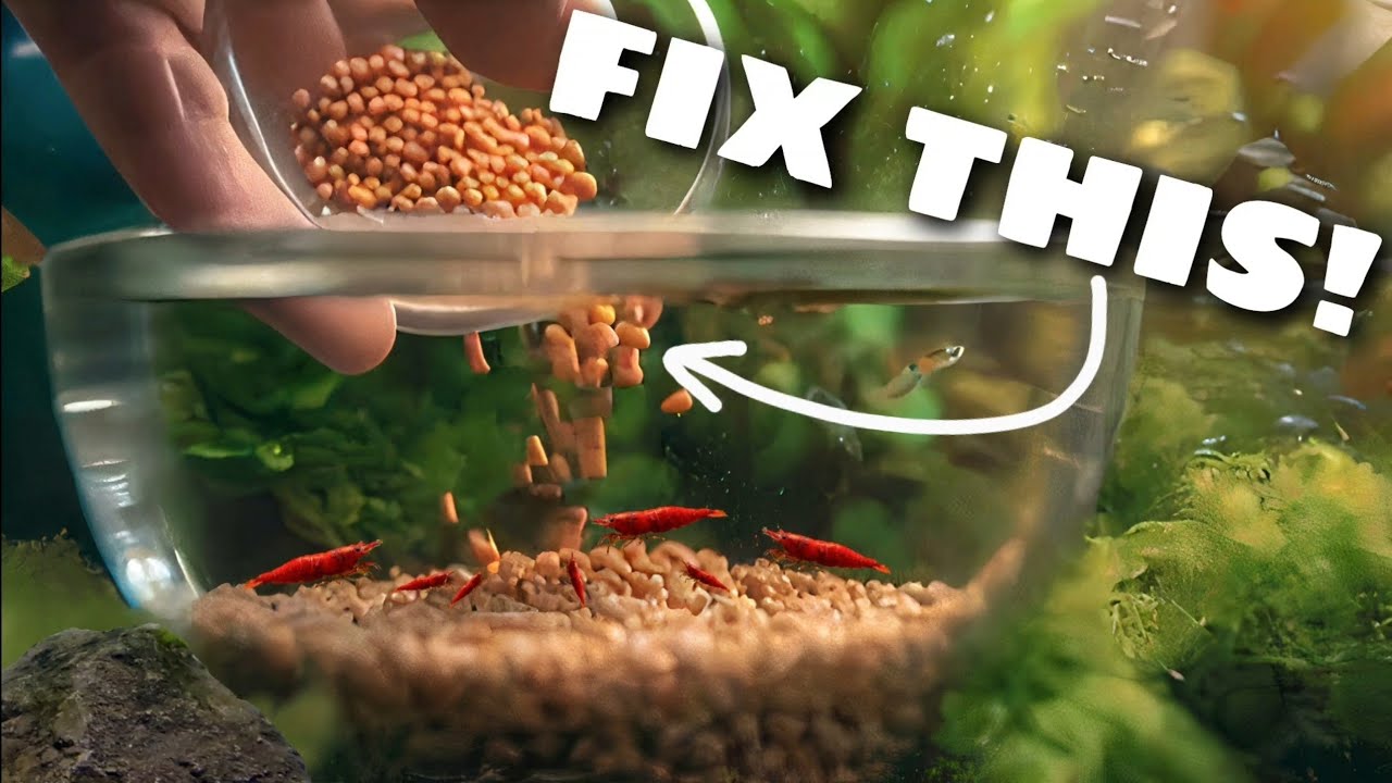 7 most common reasons why shrimps die.