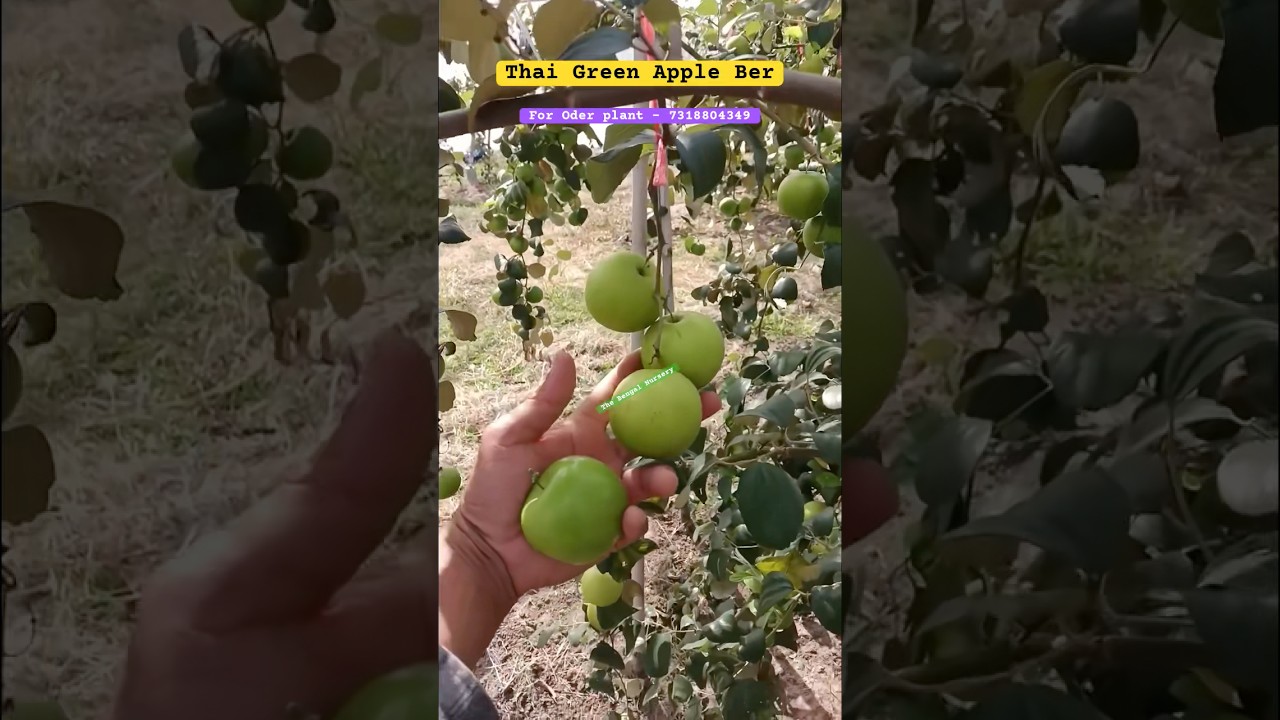 Thai Green Apple Ber Plant available 7318804349