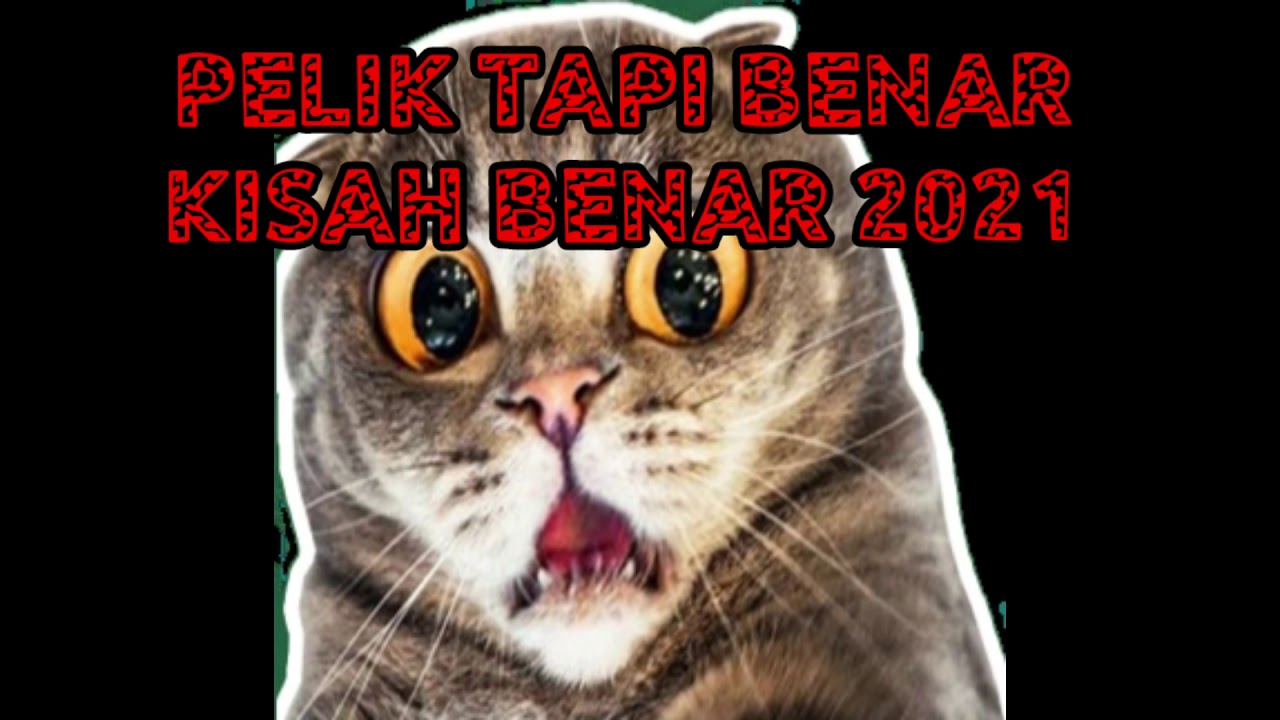 PELIK TAPI BENAR KISAH NYATA 2021