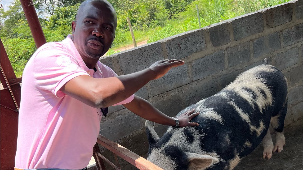 Pigs – The Game Changer