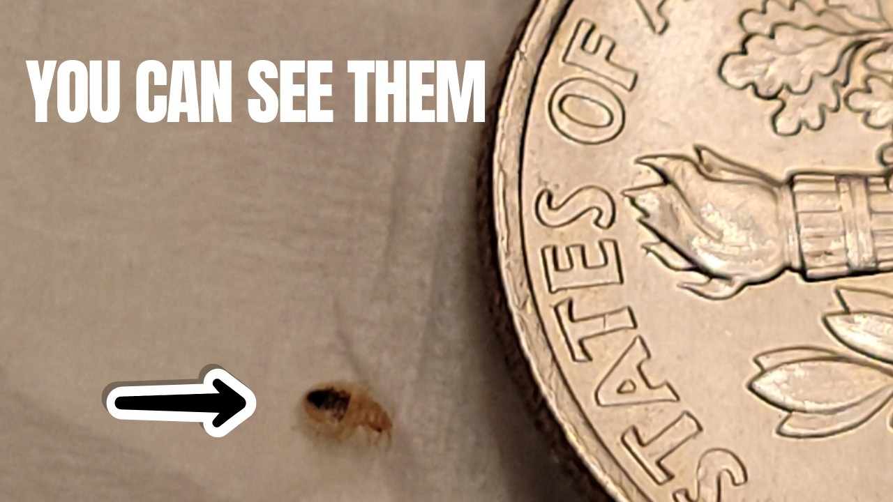 How Big Are Bed Bugs Really? (Most People Get This Wrong)