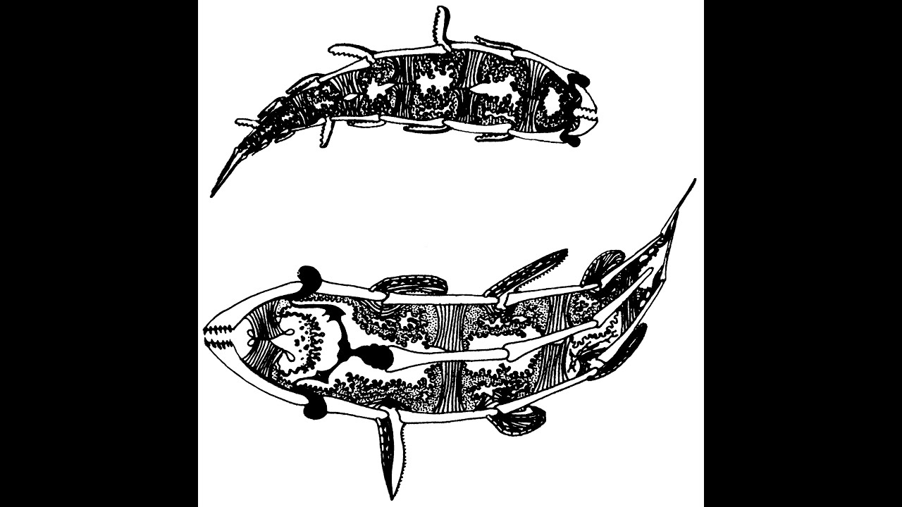 Dimensionality & Body Plans