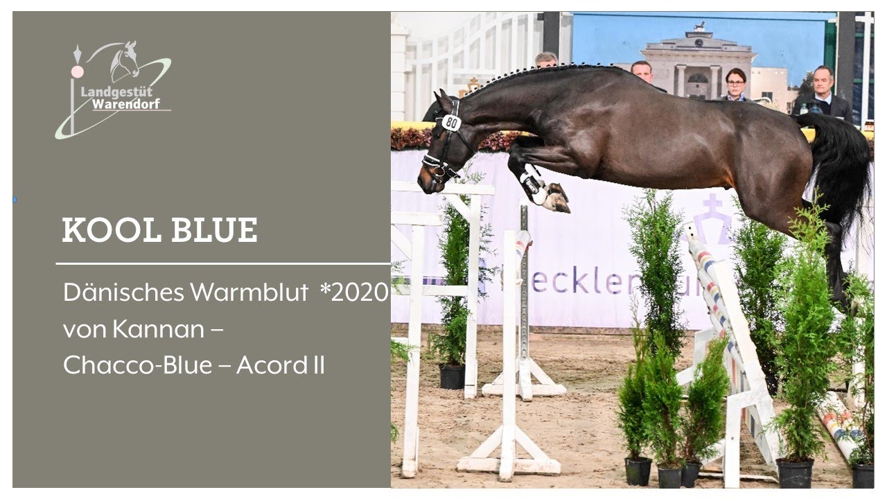 Kool Blue erster Reservesiegerhengst der Springhengste bei der Körung 2023 in Mecklenburg