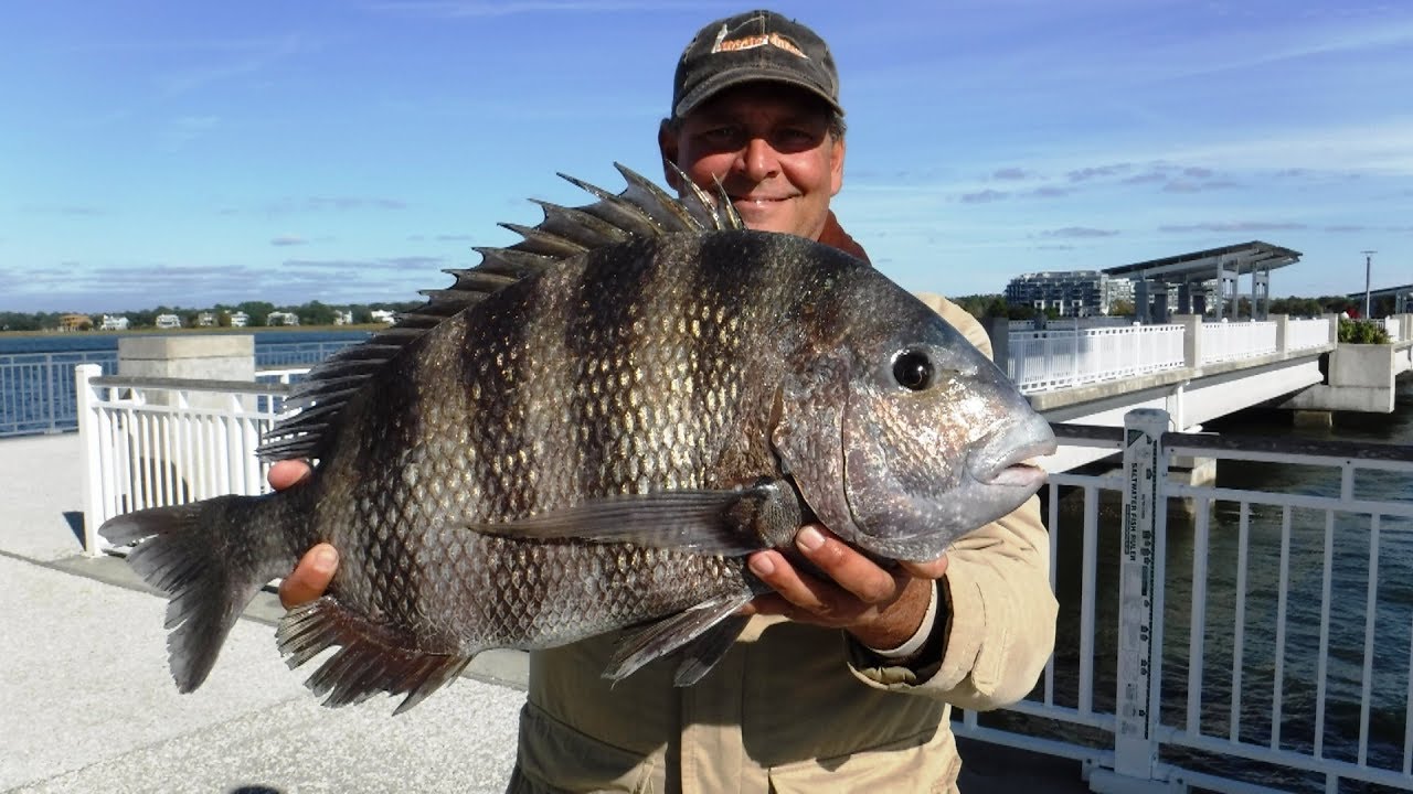 Jiggin' Jerry, BIG! Sheepshead Nov. in to Dec. 2017