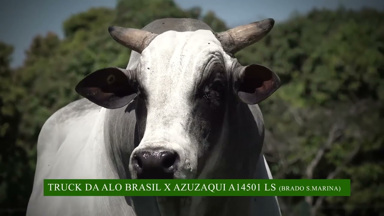 BATRUCK LS - BRASIL ALTA