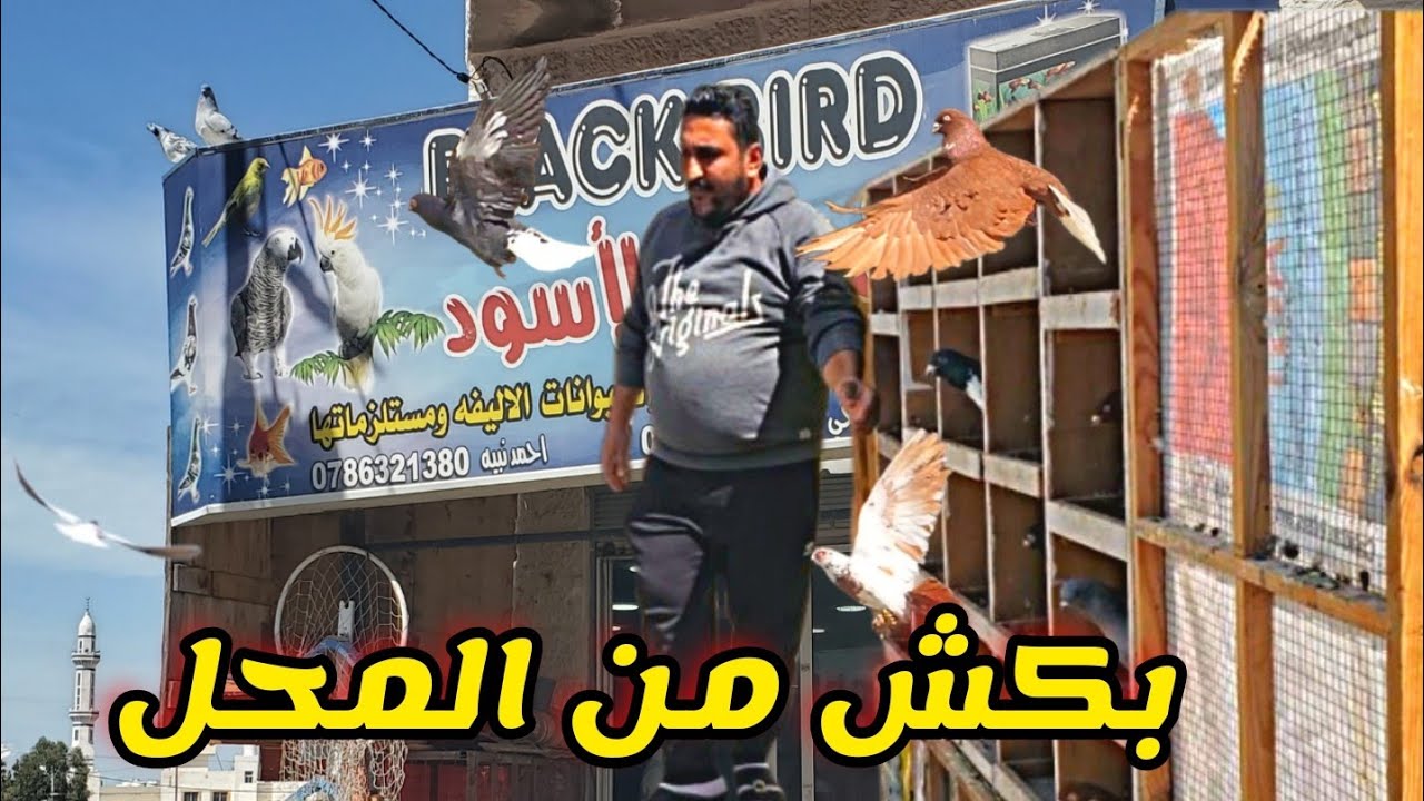 أغرب كش حمام كش طيور من داخل المحل مستحيييل