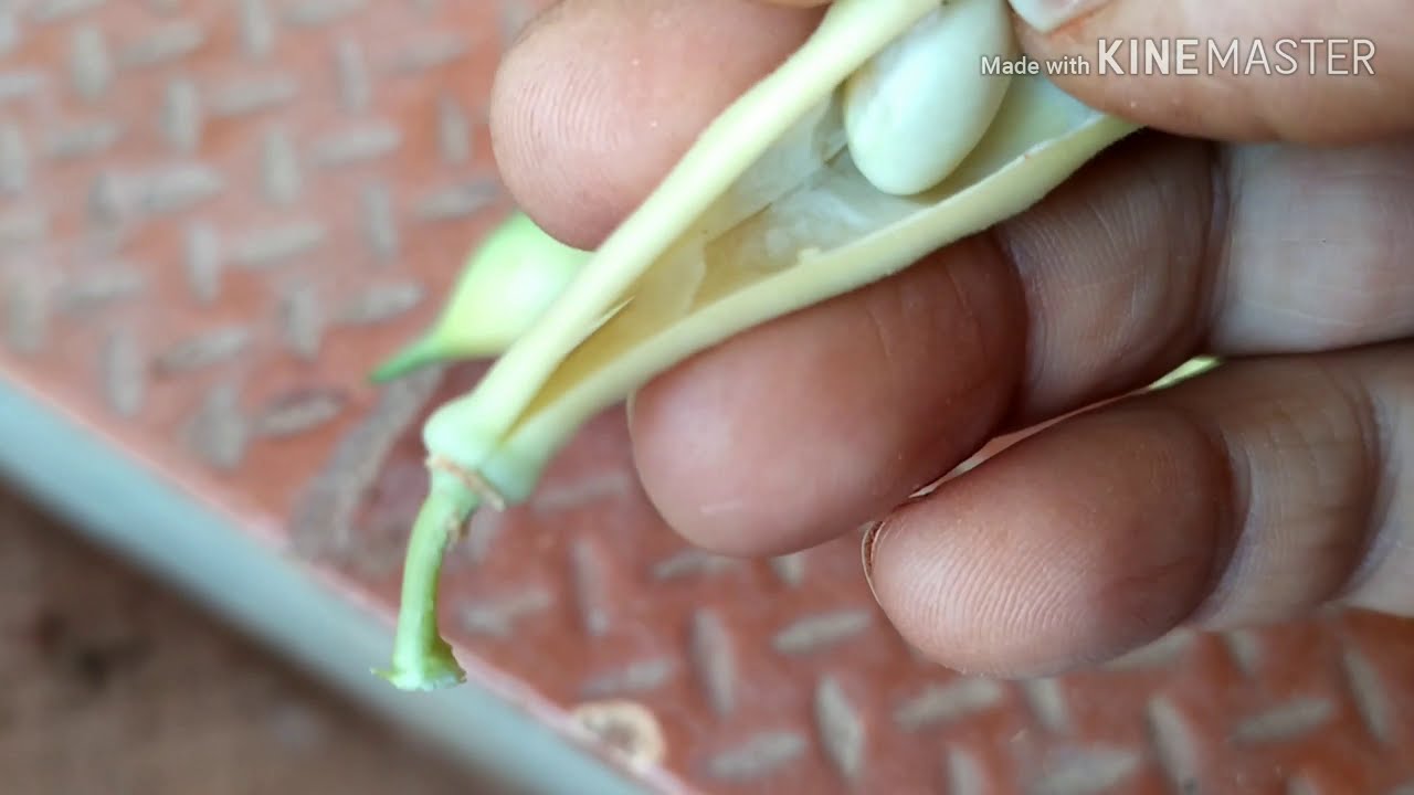 Growing butter beans in container//germination of butter beans to yield.