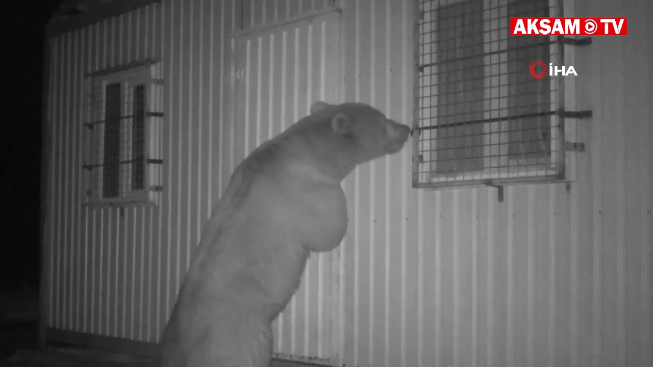 Balın Kokusunu Alan Ayı Kapıyı Açmak İçin Böyle Uğraştı