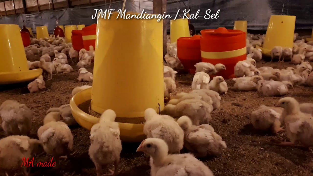 TERNAK AYAM BROILER  Sistem CLOSE HOUSE BROILER.