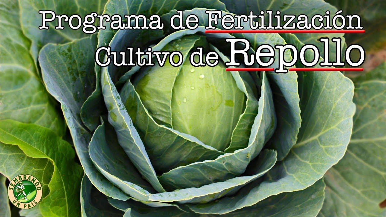 Programa de Fertilización para Cultivo de Repollo