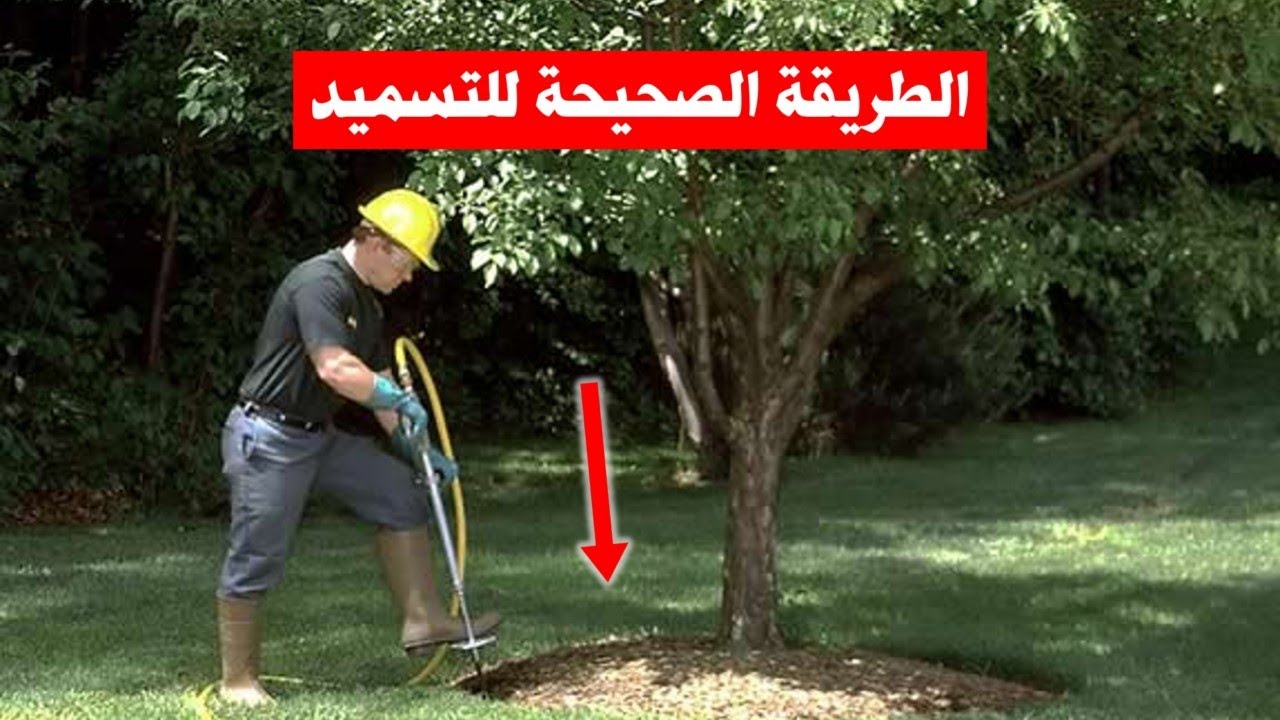 كيفية التسميد الشتوي للمانجو بالطريقه الصحيحة