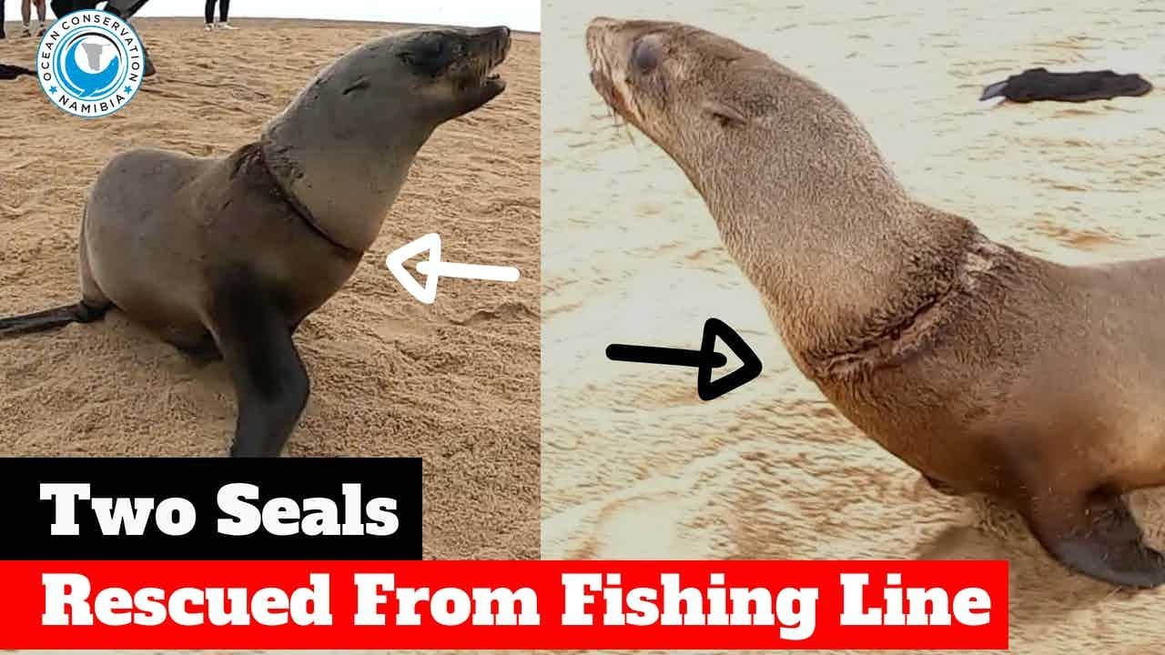 Two Entangled Seals Rescued From Fishing Line