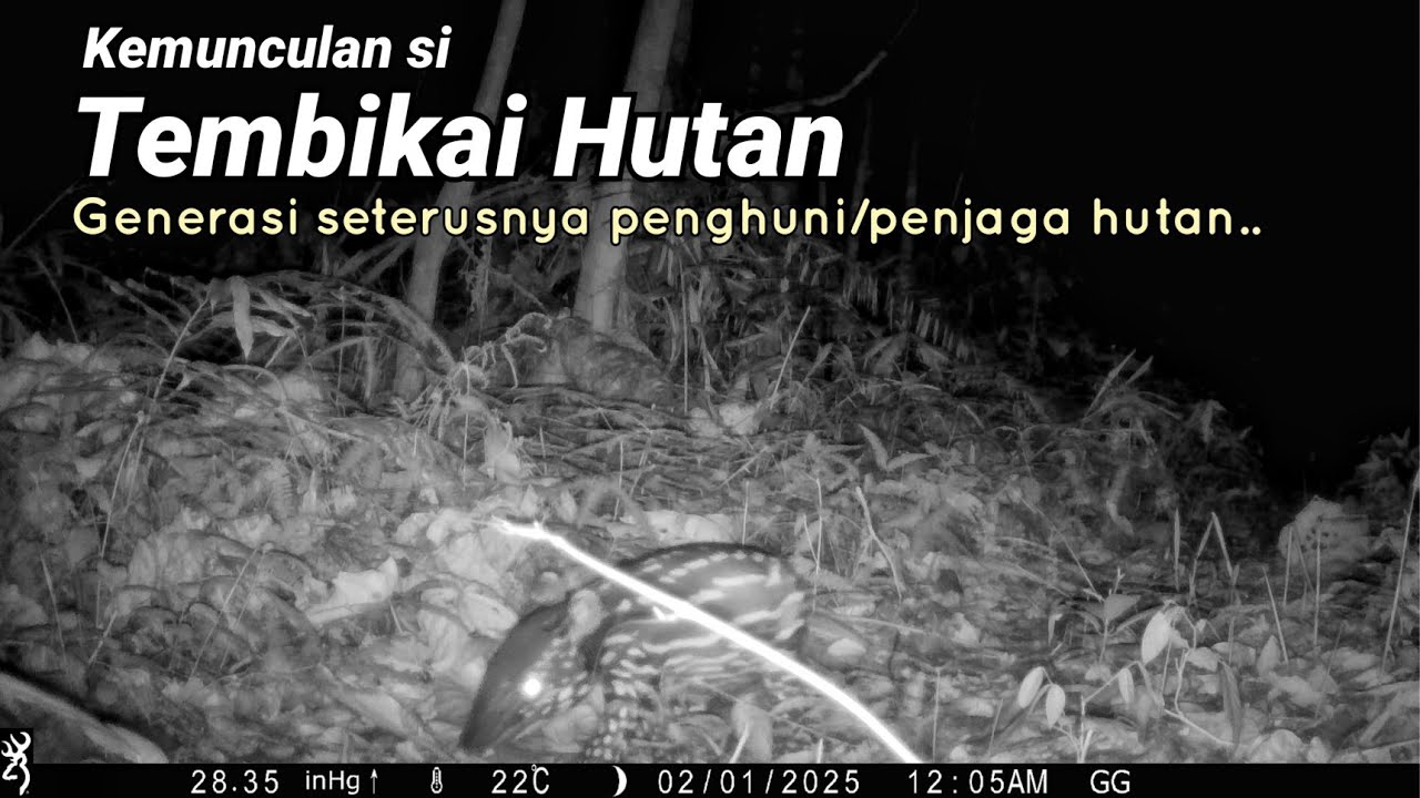 Ekspedisi Hutan | Hutan adalah suatu tempat yang penuh rahsia..