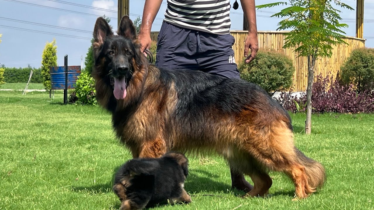 German Shepherd, dark colour show quality puppy ￼ long coat, import Pedigree ￼