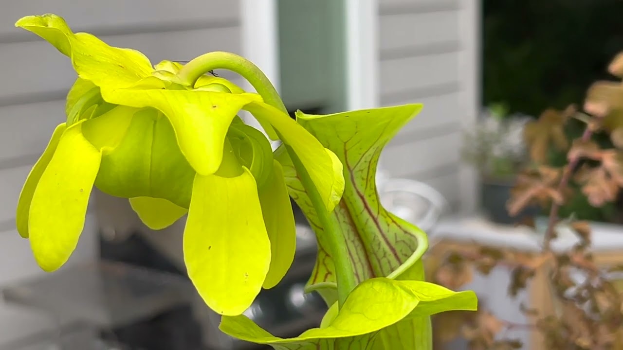 Sarracenia oreophila