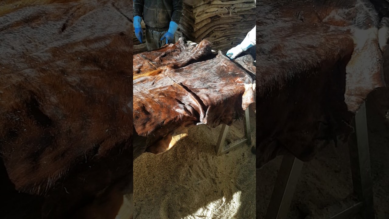 wetsalted colored bulls hides for Automotive Leather