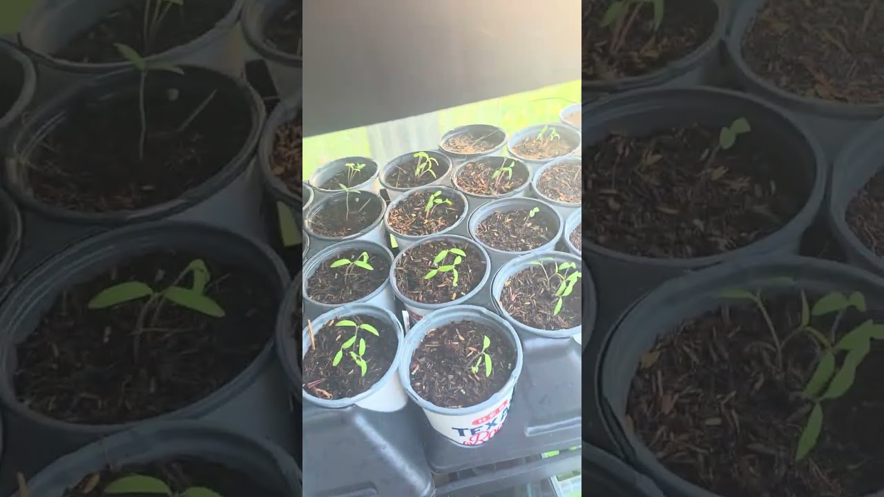 Greenhouse 