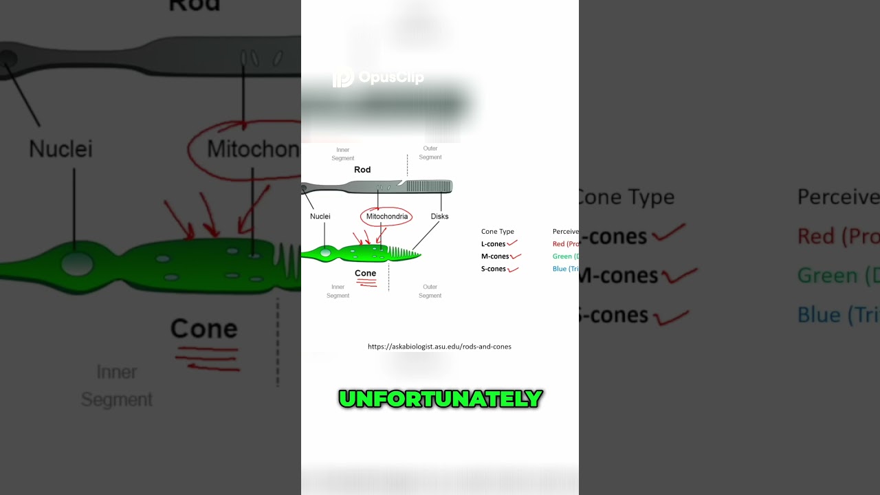Color Vision  How Light & Mitochondria Impact Your Sight 