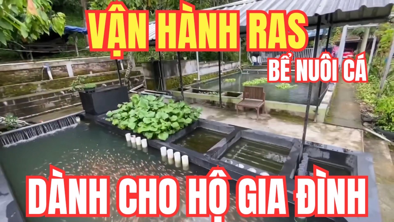 Vận Hành Hệ Thống Tuần Hoàn Nước RAS | Dành Cho Hộ Gia Đình