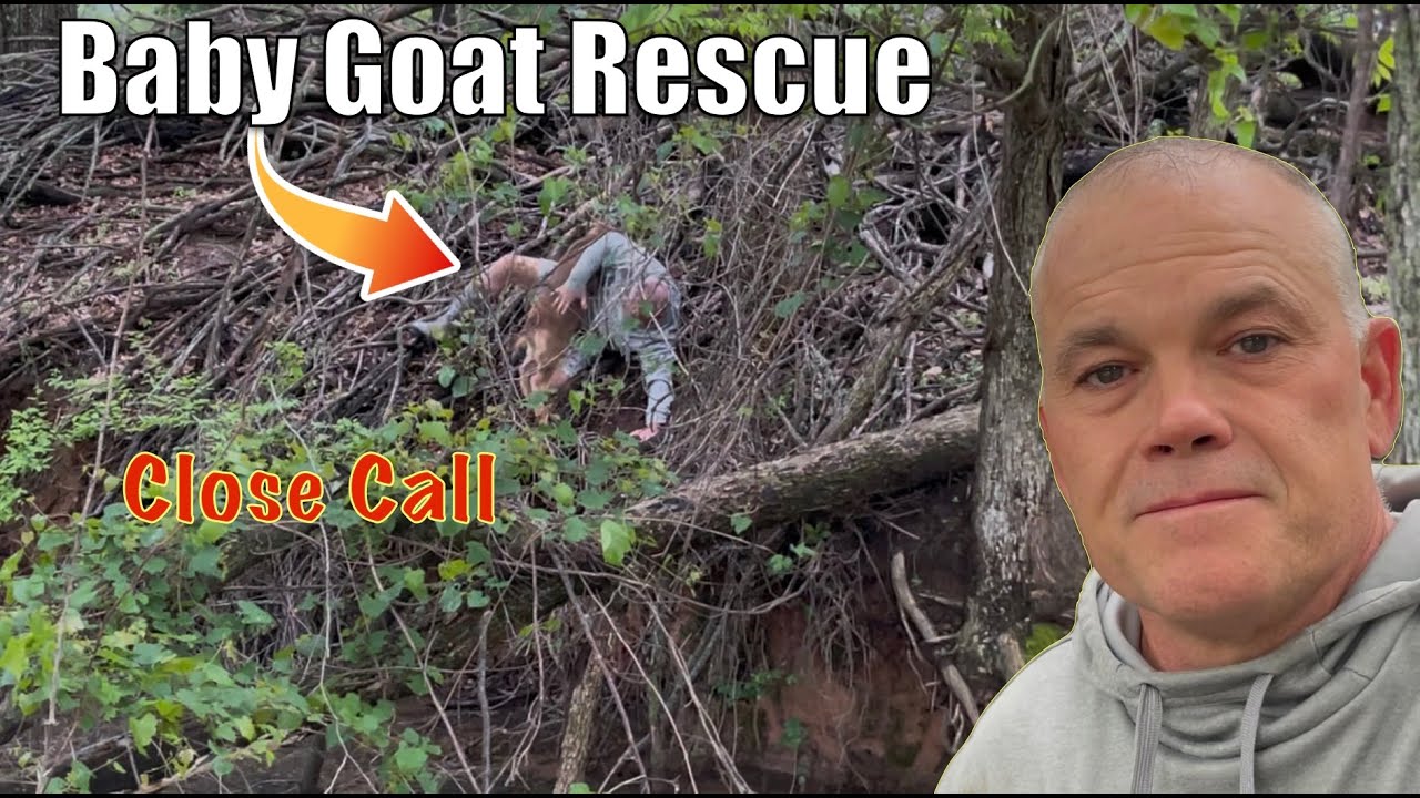 Emergency Baby Goat Rescue: You Won’t Believe What Happened.