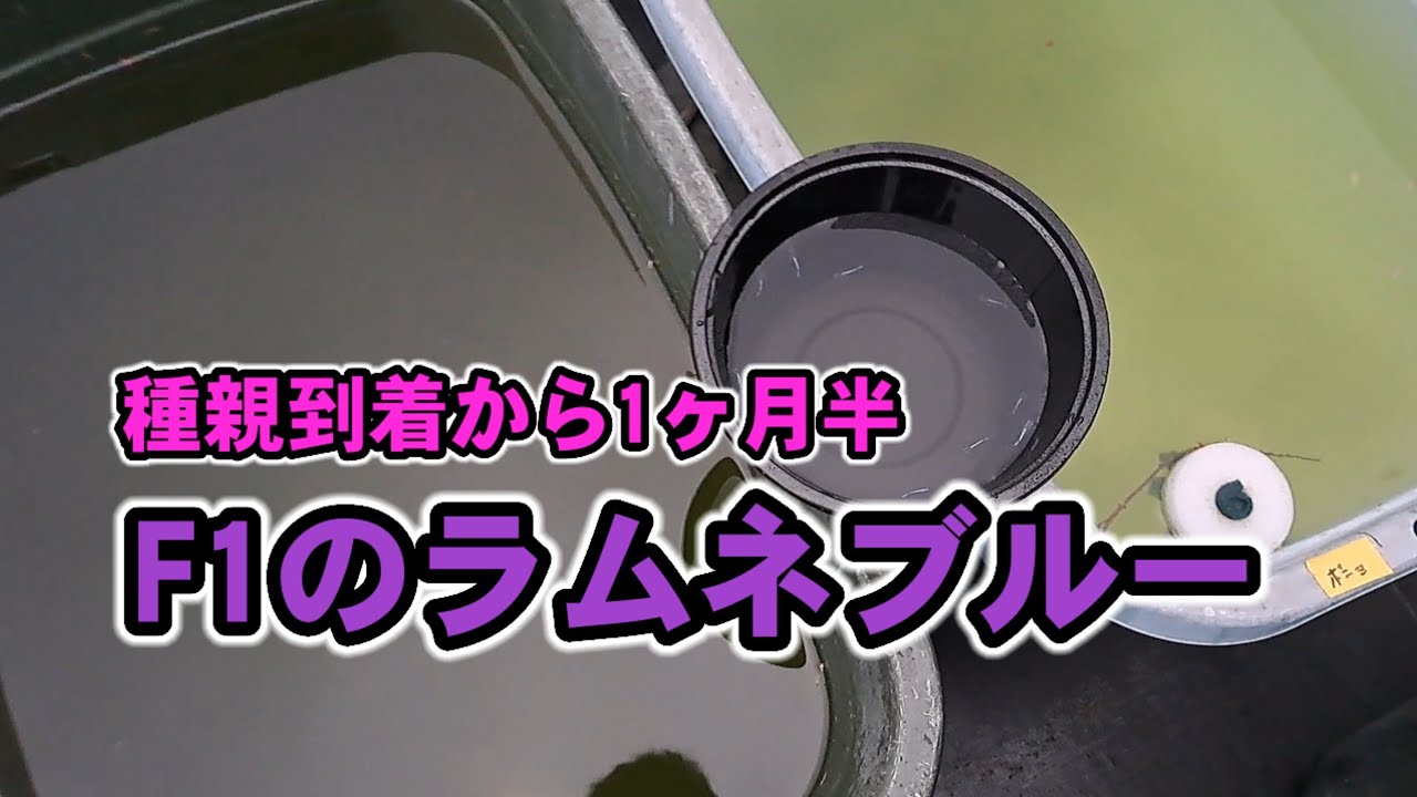 ラムネブルーのF1稚魚～若魚サイズ【生後1ヶ月】安らぎAQUAちゃんねる