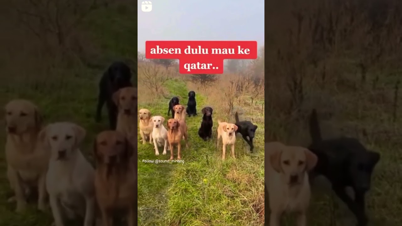 video lucu || video viral || anjing absen