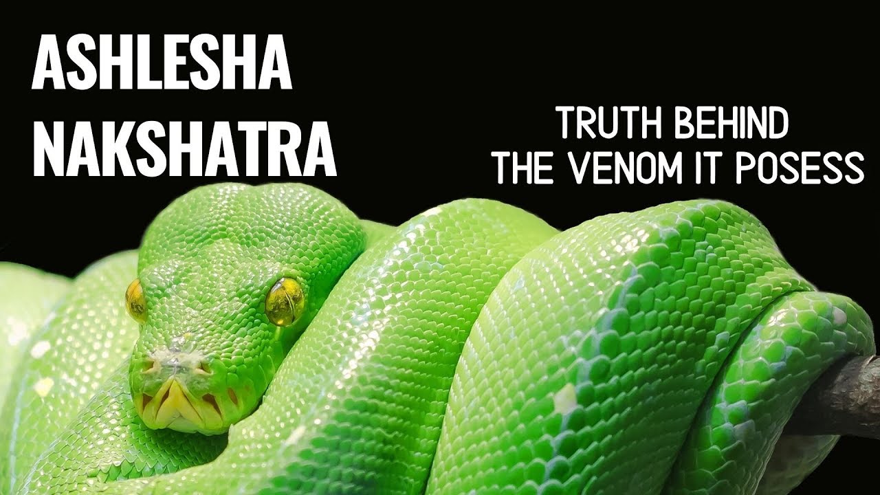 ASHLESHA NAKSHATRA - PERSONALITY DESCRIPTION (CASTE, ESSENCE, ACTIVITIES, PROFESSION)