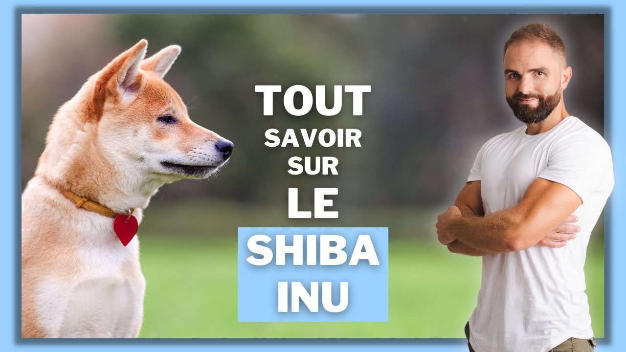Race de chien Shiba Inu : caractère, dressage, comportement, santé de ce chien de race...