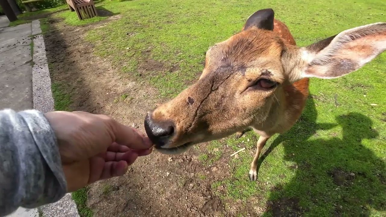 奈良公園　人見知り鹿さんがついに？の巻
