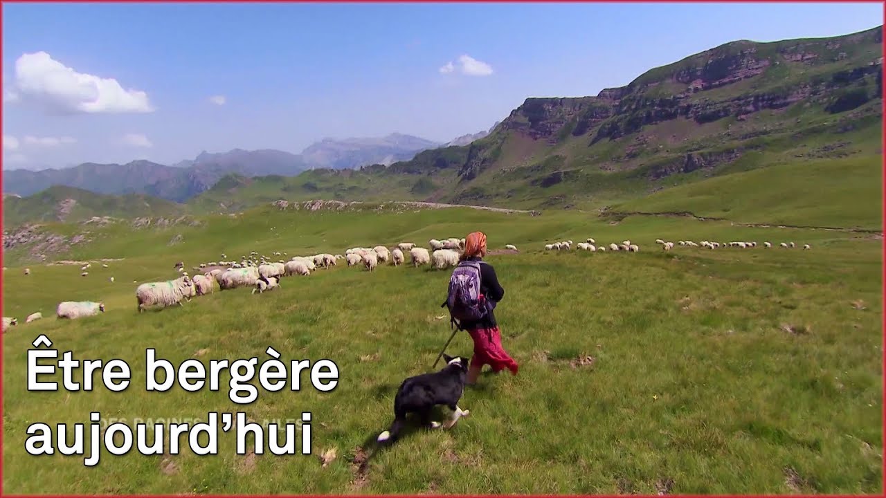 Être bergère béarnaise en 2018