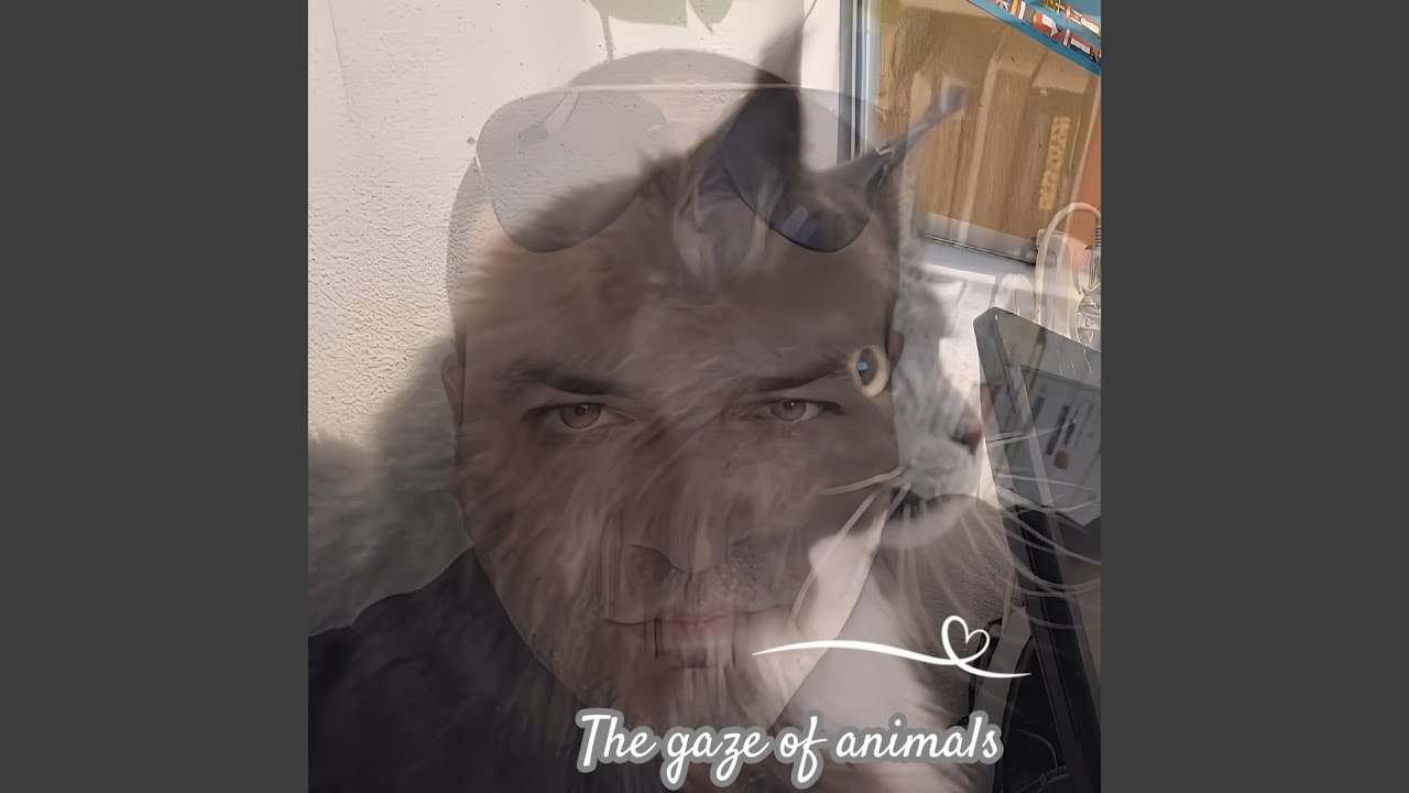 The Gaze of Animals