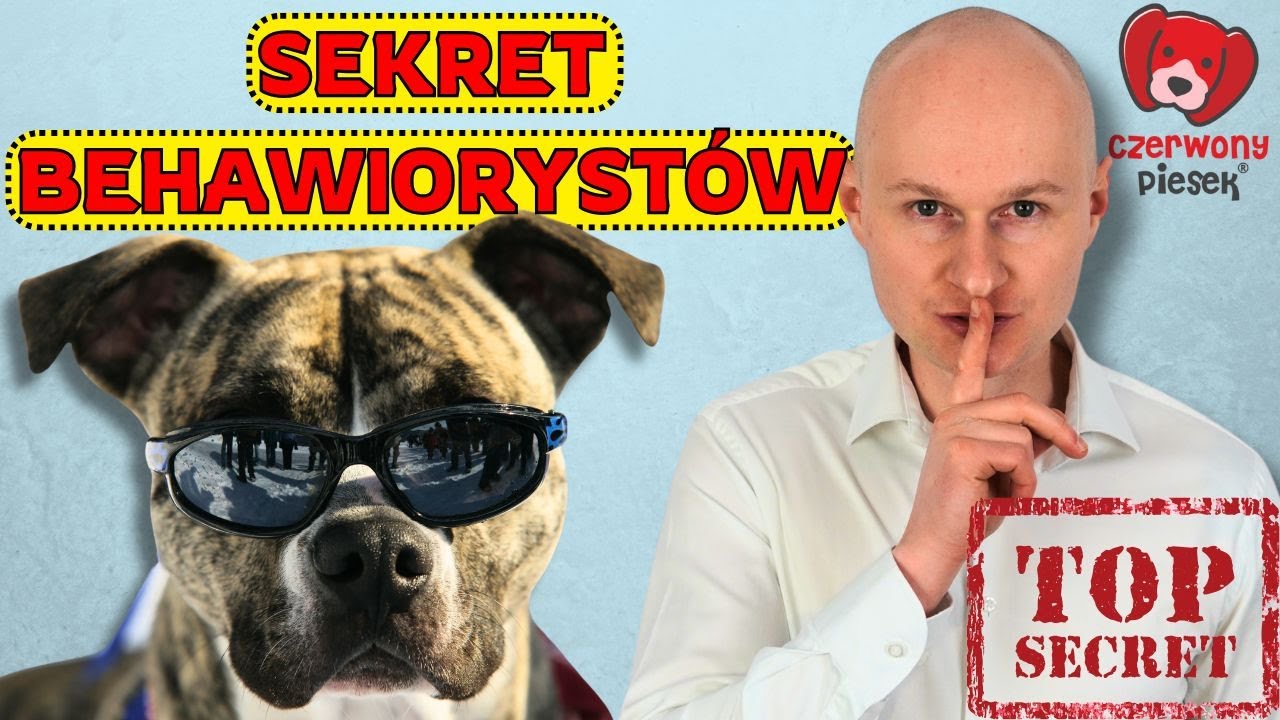 Natychmiastowa poprawa zachowania psa - tajemnica behawioryst&oacute;w.