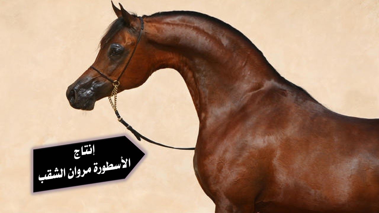 بالصور إنتاج الأسطورة الحية مروان الشقب أكثر فحل منتج في العالم في القرن 21 The Legacy Of Marwan Al