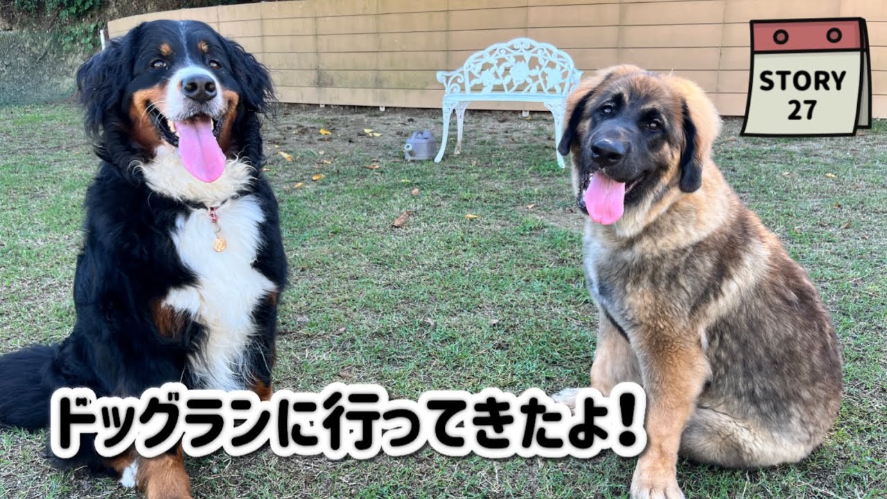 【ななエル物語】我が家のドッグランでの遊び方