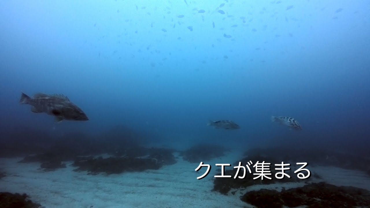 Diving Vlog 館山 西川名 202602a【4K】 クエが集まる