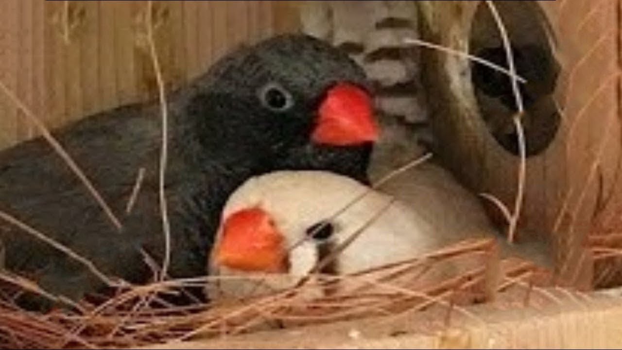 هذا الصوت يحفز طيور الزيبرا على التزاوج