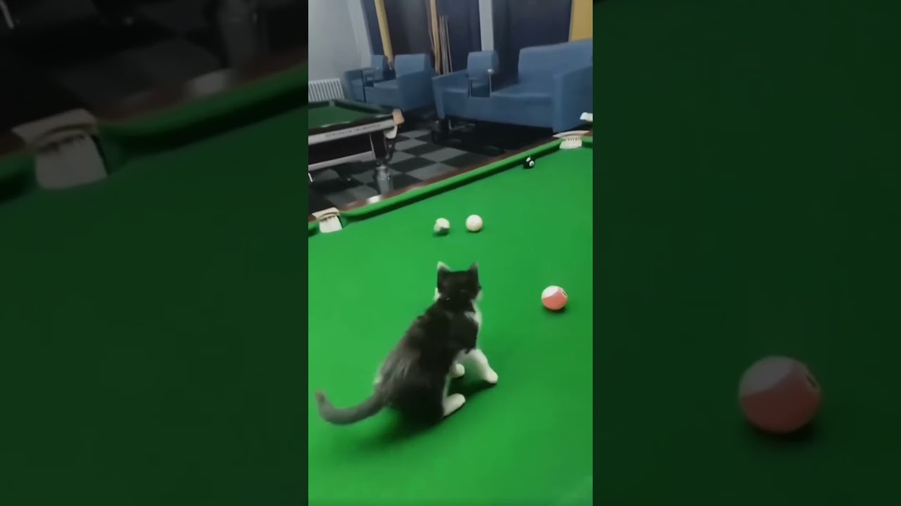 Cat Billiards Assistant