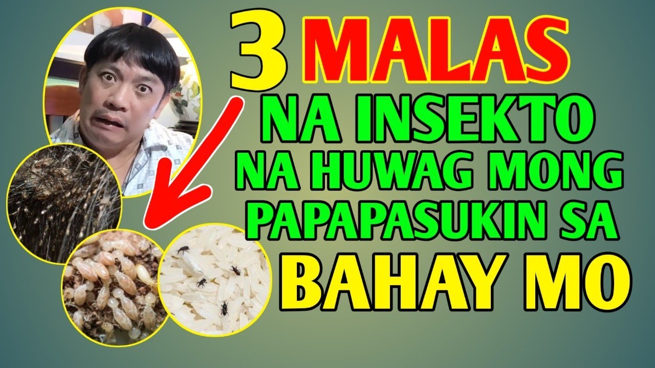 3 INSECTO NA HUWAG MONG PAPAPASUKIN SA BAHAY MO.. MAMALASIN KA