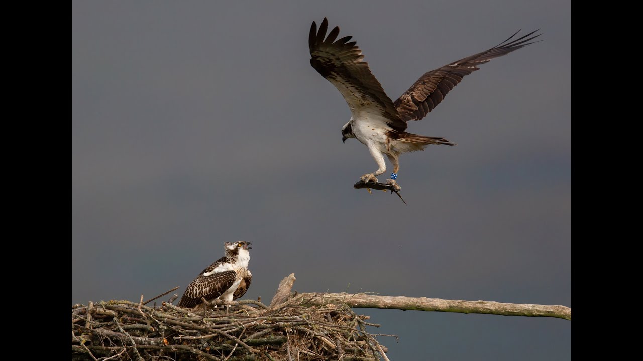 Dyfi Osprey Project 2019