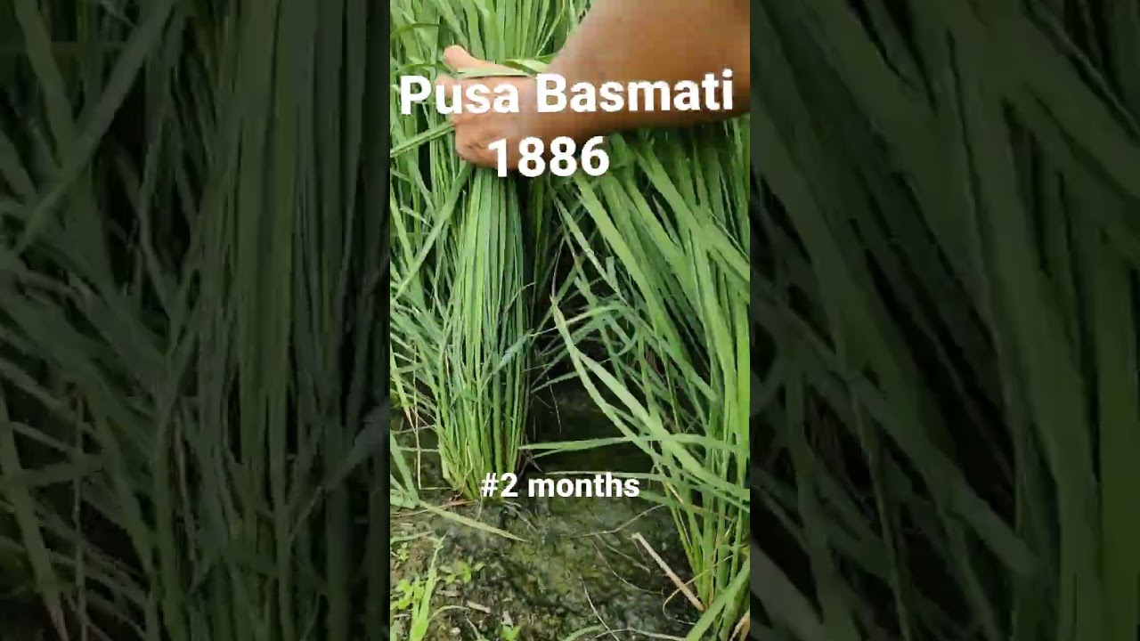 Pusa Basmati 1886 #2months 9812897737