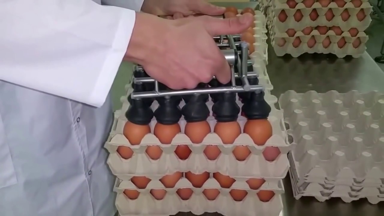 Extreme Egg Breaking and Separating Machines  OVO TECH Machines in Action